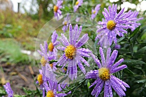 Morning dew on chrysanthemums