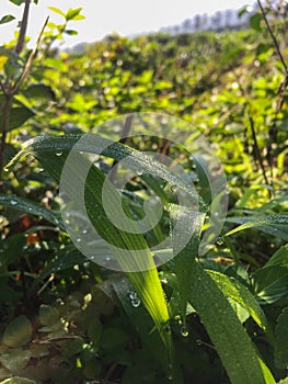 Morning-dew clinging to the leaves