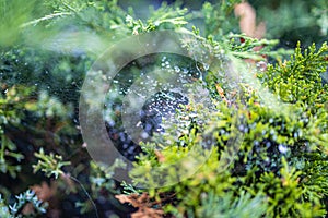 Morning dew on a cobweb among the bushes