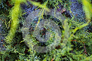 Morning dew on a cobweb among the bushes