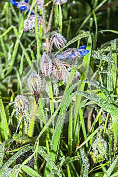 Morning dew covers this magnificent starflower