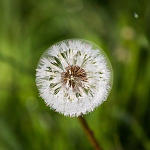 Morning Dew on Dandelion Seeds in Green Field in Spring