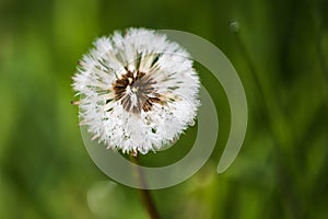 Morning Dew on Dandelion Seeds in Green Field in Spring