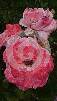 Morning dew droplets on the petals of blooming roses