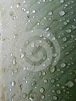 morning dew droplets puddled on the leaves