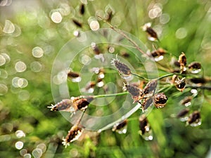 Morning Dew drops