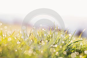 Morning dew drops on blades of green grass, sunrise