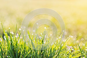 Morning dew drops on blades of green grass, sunrise