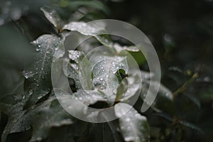 Morning dew drops collected on dark green leaves, leaves after rain, macro water droplets on leaf