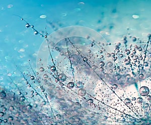 Morning dew drops on dandelion seed