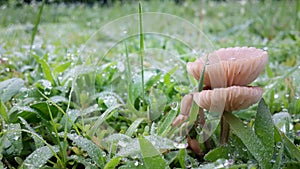 Morning dew drops on fresh grass and mushrooms