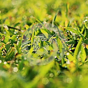Morning dew drops on grass blades