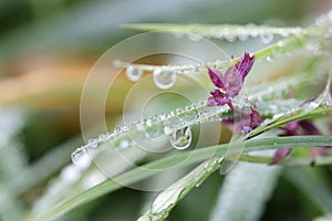 Morning dew drops on grass and flower