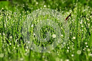 Morning dew drops on the green grass