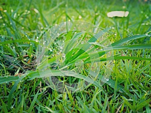 Morning dew drops on green grass leaves