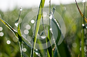 Morning dew drops on green grass leaves