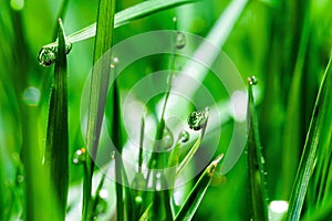 Morning dew drops on green grass leaves