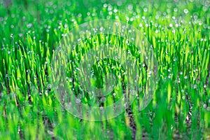 Morning dew drops on green young grass. Natural plant earth background