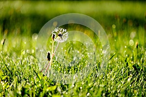 morning dew drops in gren grass meadow in autumn