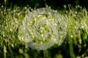 morning dew drops in gren grass meadow in autumn