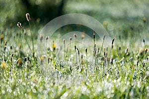 morning dew drops in gren grass meadow in autumn