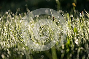 morning dew drops in gren grass meadow in autumn