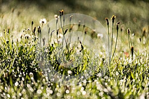 morning dew drops in gren grass meadow in autumn