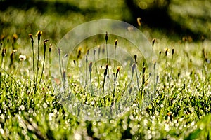 morning dew drops in gren grass meadow in autumn