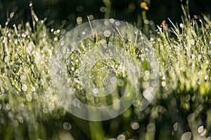 morning dew drops in gren grass meadow in autumn