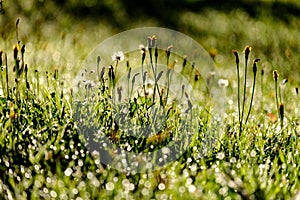 morning dew drops in gren grass meadow in autumn