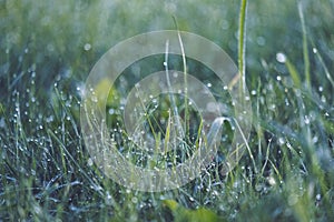 morning dew drops in gren grass meadow in autumn - vintage retro