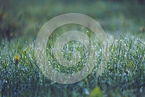 morning dew drops in gren grass meadow in autumn - vintage retro