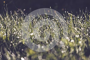 morning dew drops in gren grass meadow in autumn - vintage retro