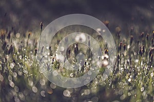 morning dew drops in gren grass meadow in autumn - vintage retro