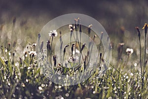 morning dew drops in gren grass meadow in autumn - vintage retro