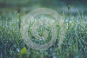 morning dew drops in gren grass meadow in autumn - vintage retro