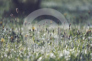 morning dew drops in gren grass meadow in autumn - vintage retro