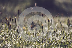 morning dew drops in gren grass meadow in autumn - vintage retro