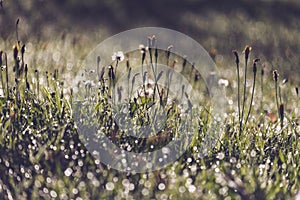 morning dew drops in gren grass meadow in autumn - vintage retro