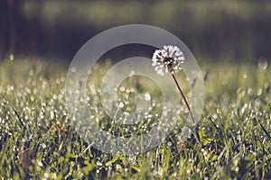 morning dew drops in gren grass meadow in autumn - vintage retro