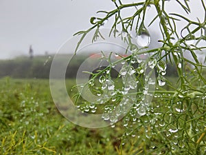 Morning dew drops on leav photo