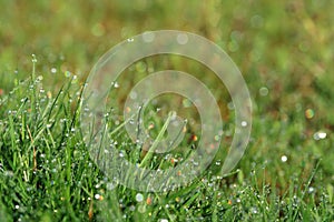 Morning dew drops with rainbow reflections on green blades of grass