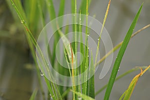 Morning Dew drops on small green rice plant on a farm field