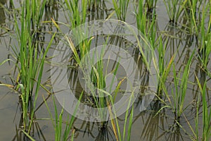 Morning Dew drops on small green rice plant on a farm field