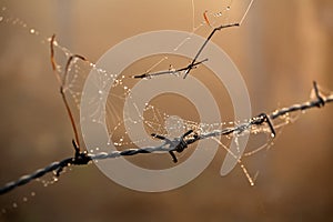 Morning dew drops on spiders web