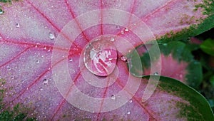 Morning dew drops on taro leaves