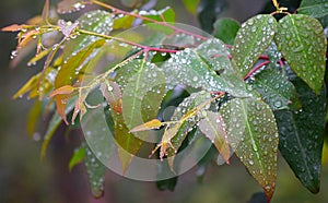 Morning Dew Drops - Water Condensation on Multicolored Leaves - Natural Background
