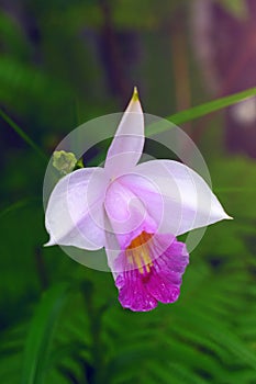 Morning dew drops on wild bamboo orchid