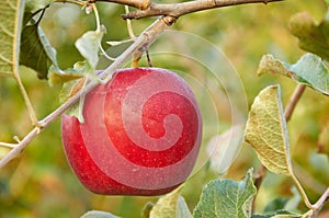 Morning dew is drying on red apple