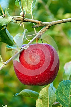 Morning dew is drying on red apple